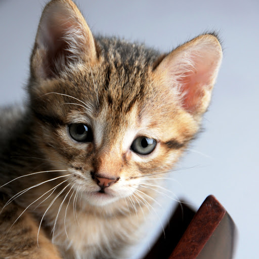 Hd-146394-ascw146394