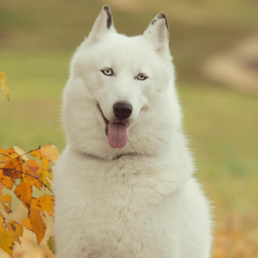 Hd-182227-ascw182227