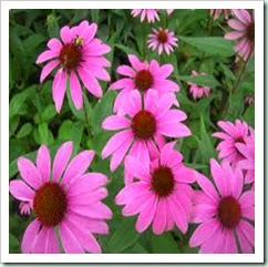 echinacea