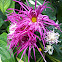 Chrysanthemum 'Valerie'