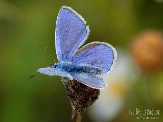 butterfly_20110729_blue4