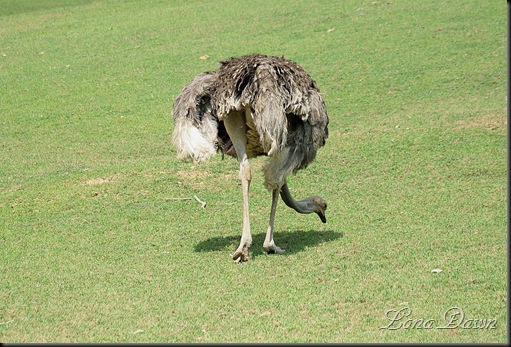 Safari_Emu3