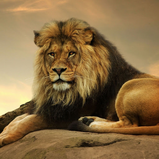 Hd-155986-ascw155986