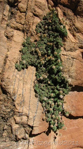 [IMG_9416OpalizedSilicaFilling%2520FracturesInNavajo%2520Sandstone%255B7%255D.jpg]