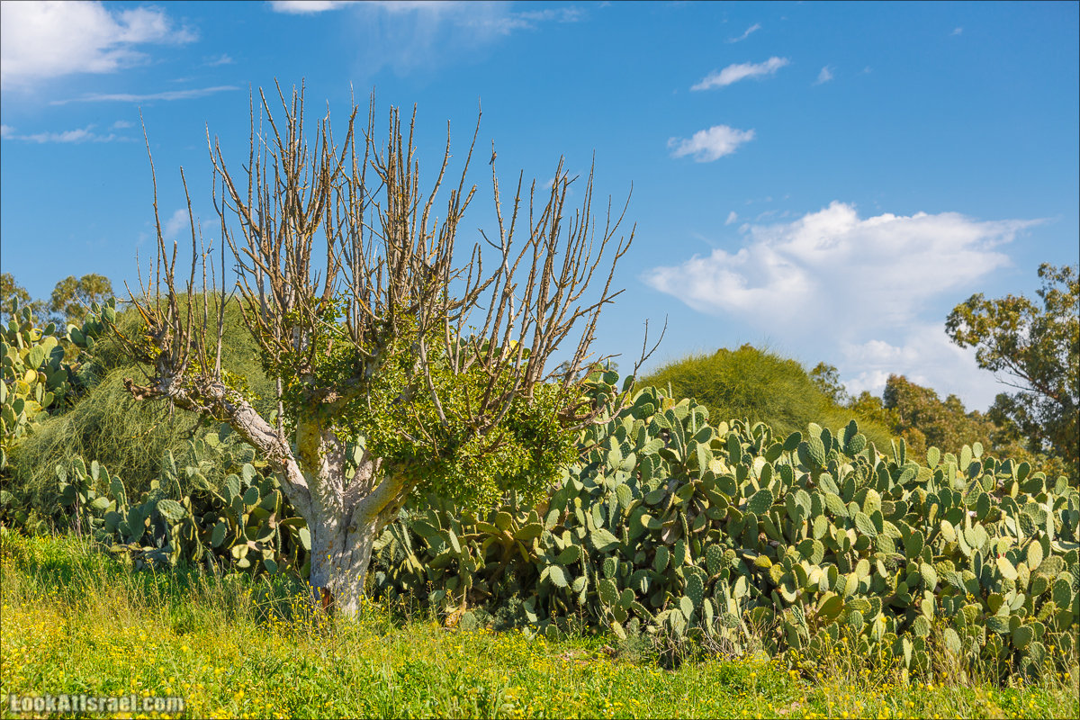 Анемоны (каланиет) пустыни Негев - Фестиваль Даром Адом в LookAtIsrael.com - Фото путешествия по Израилю | Red South festival of anemones in Negev | דרום אדום - קלניות בבארי