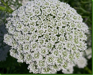 Queen-anne-lace