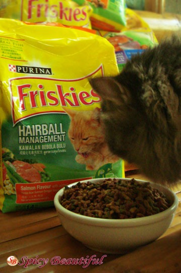 Purina Senior Dry Cat Food Purina Senior Dry Cat Food