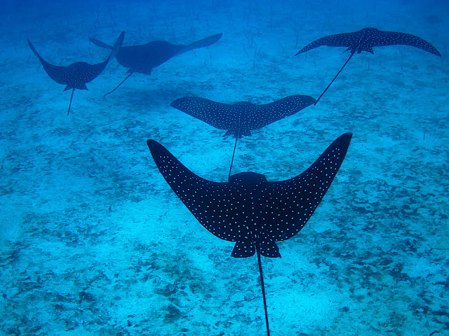 Mantas, al fondo, anguilas de arena ©Merche Sanz