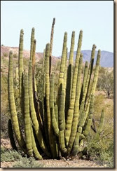 Organ Pipe Cactus.