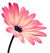 flower_illustration1