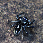 Jumping spider