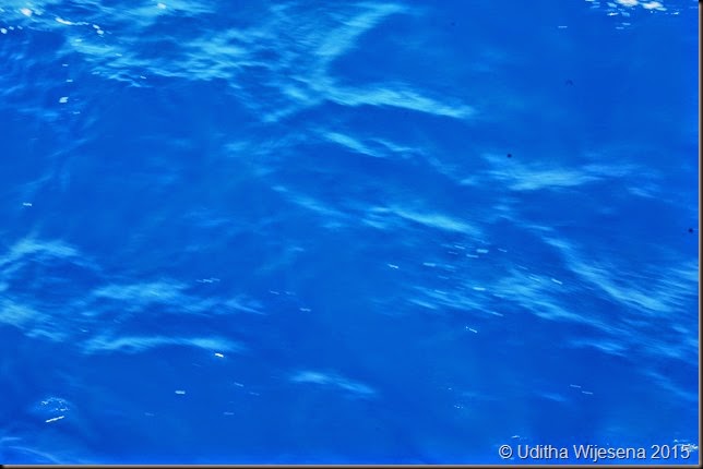 DSC_0485 DSC_0485
