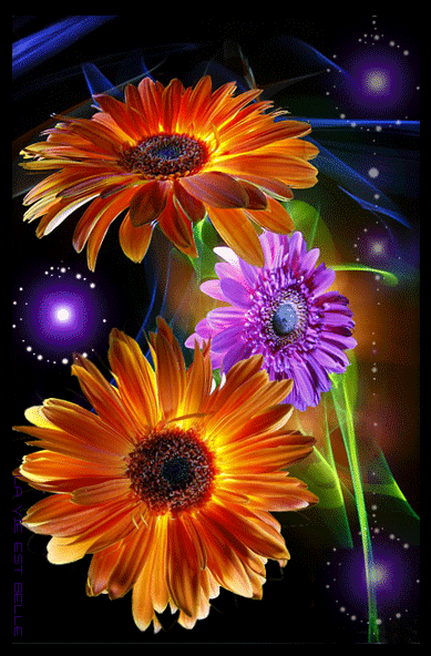 Imagem para face Gif animada de flores belas imagem de flor se 4829