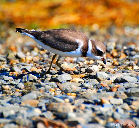 19. semiplamater plover-kab