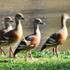 Grass Whistling Duck