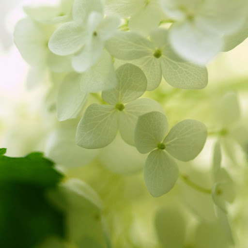 Hd-138010-ascw138010