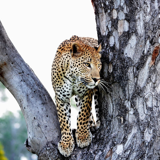 Hd-164399-ascw164399