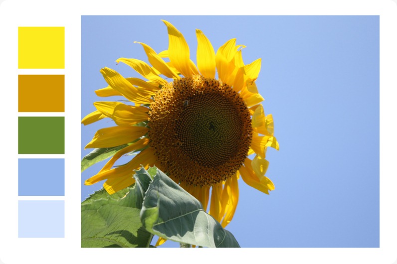 Sunflower_SurfaceDesign_edited-1