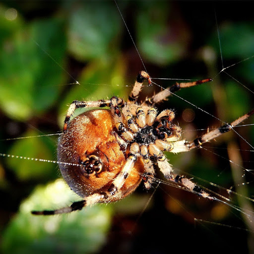 Hd-137944-ascw137944