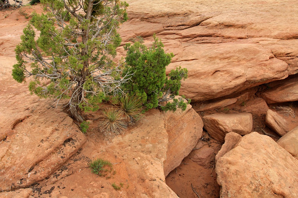 [120803_CanyonDeChelly_JunctionOverlook_Yucca-angustissima%255B2%255D.jpg]