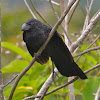 Groove-billed Ani