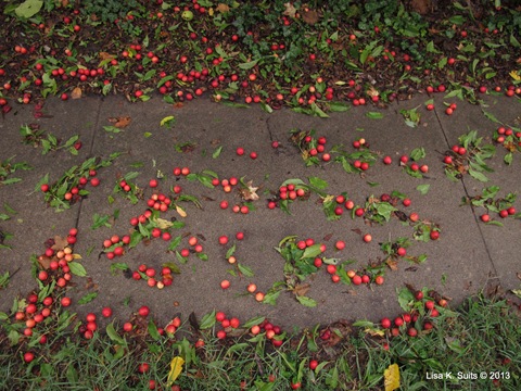 crabapple sidwalk 2