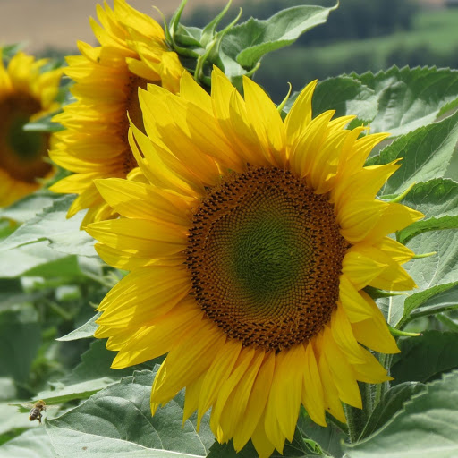 Hd-171777-ascw171777