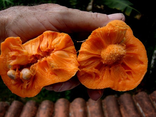 [Artocarpus%2520lakoocha%255B5%255D.jpg]