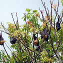 Indian Flying Fox