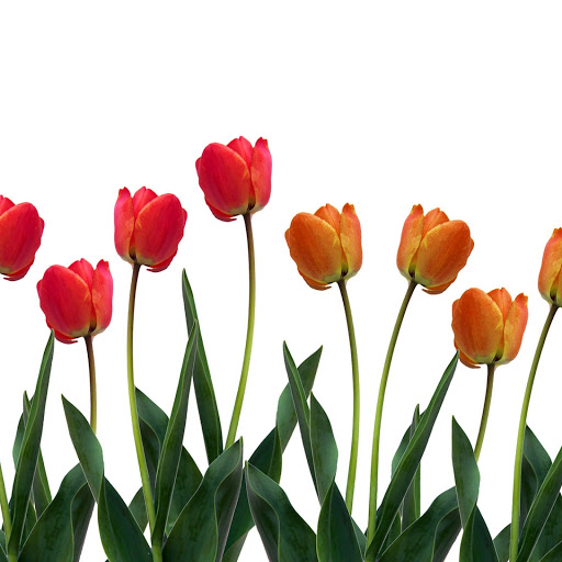 Hd-133703-ascw133703