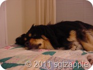 Addie sleeping on quilt