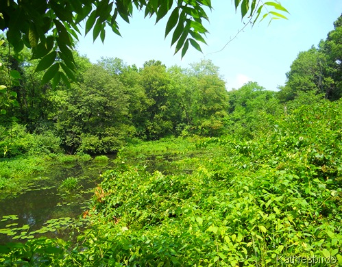 13. heron pond-kab