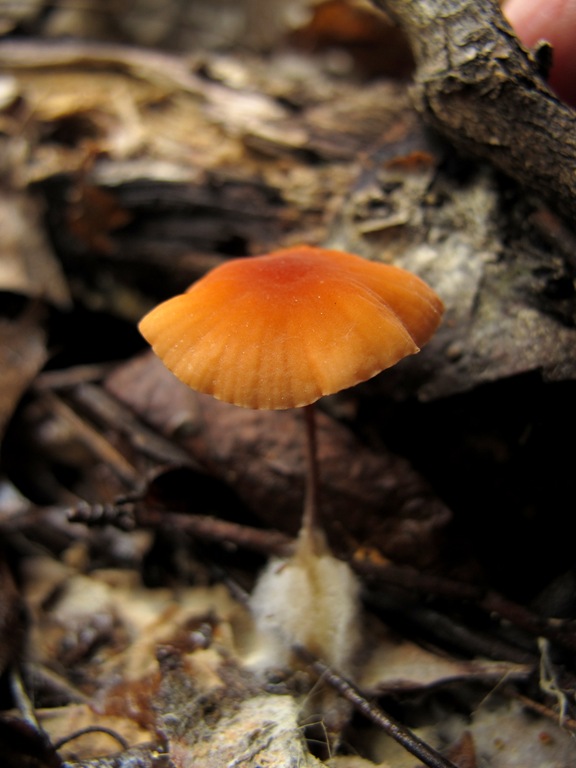 [orange%2520mushroom%255B8%255D.jpg]
