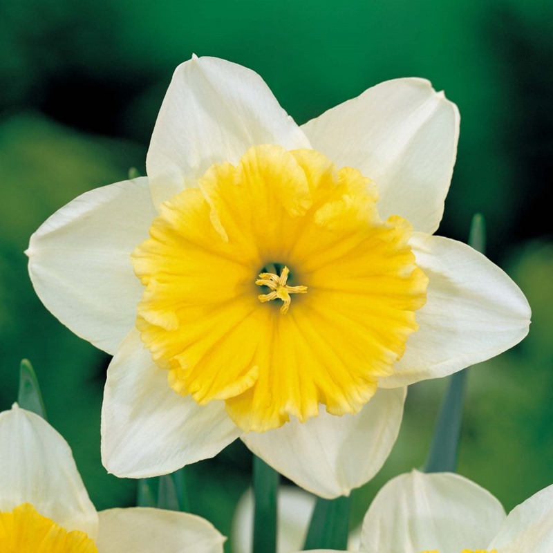 [narciso-blanco-y-amarillo%255B2%255D.jpg]