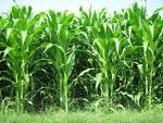 Cara bertanam jagung Cara bertanam jagung