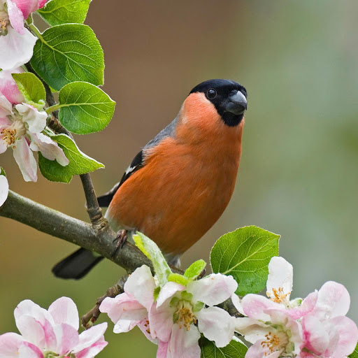 Hd-178022-ascw178022