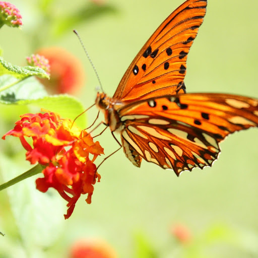 Hd-131680-ascw131680