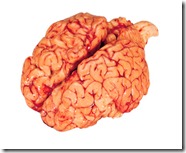 cervella
