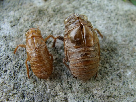 Magicicada and annual cicada shell side-by-side