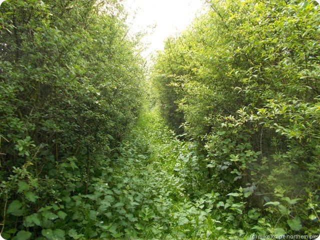 darlington comedy footpath