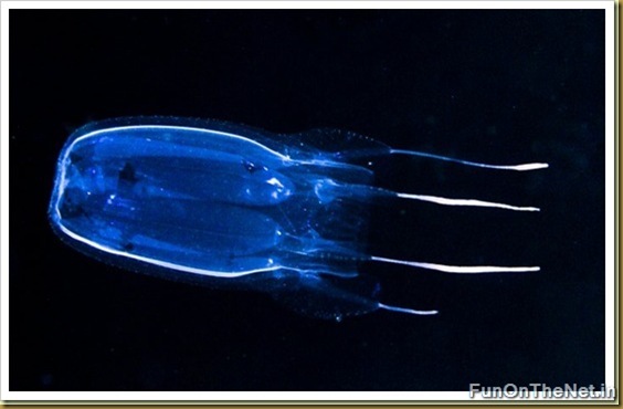 Box Jellyfish Box Jellyfish