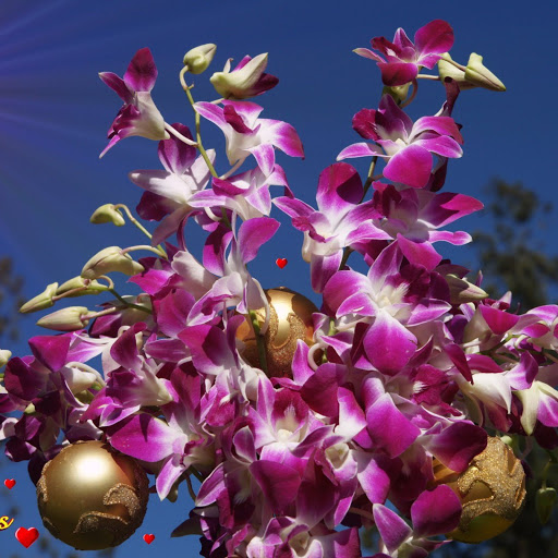 Hd-132923-ascw132923