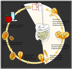 cryptosporidium gatto terapia