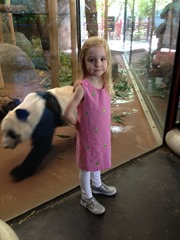 zoo gma- panda