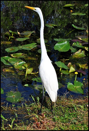 11 - Great White Egret