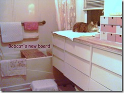 Bobcat-at-her-window