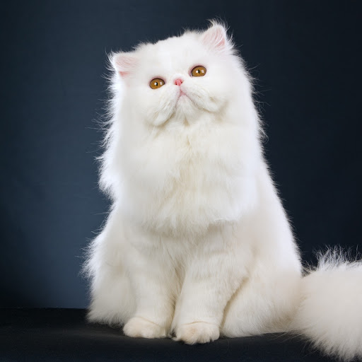 Hd-136146-ascw136146