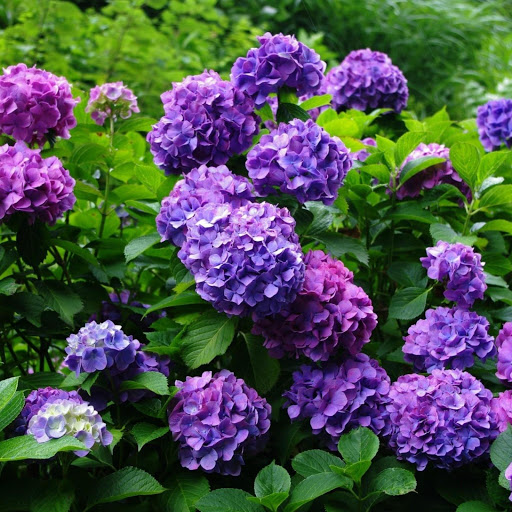 Hd-148296-ascw148296