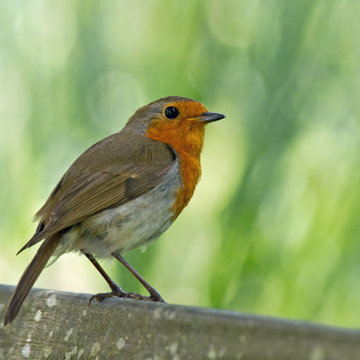 Hd-171488-ascw171488