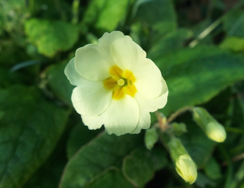 [pale-yellow-flower5.jpg]